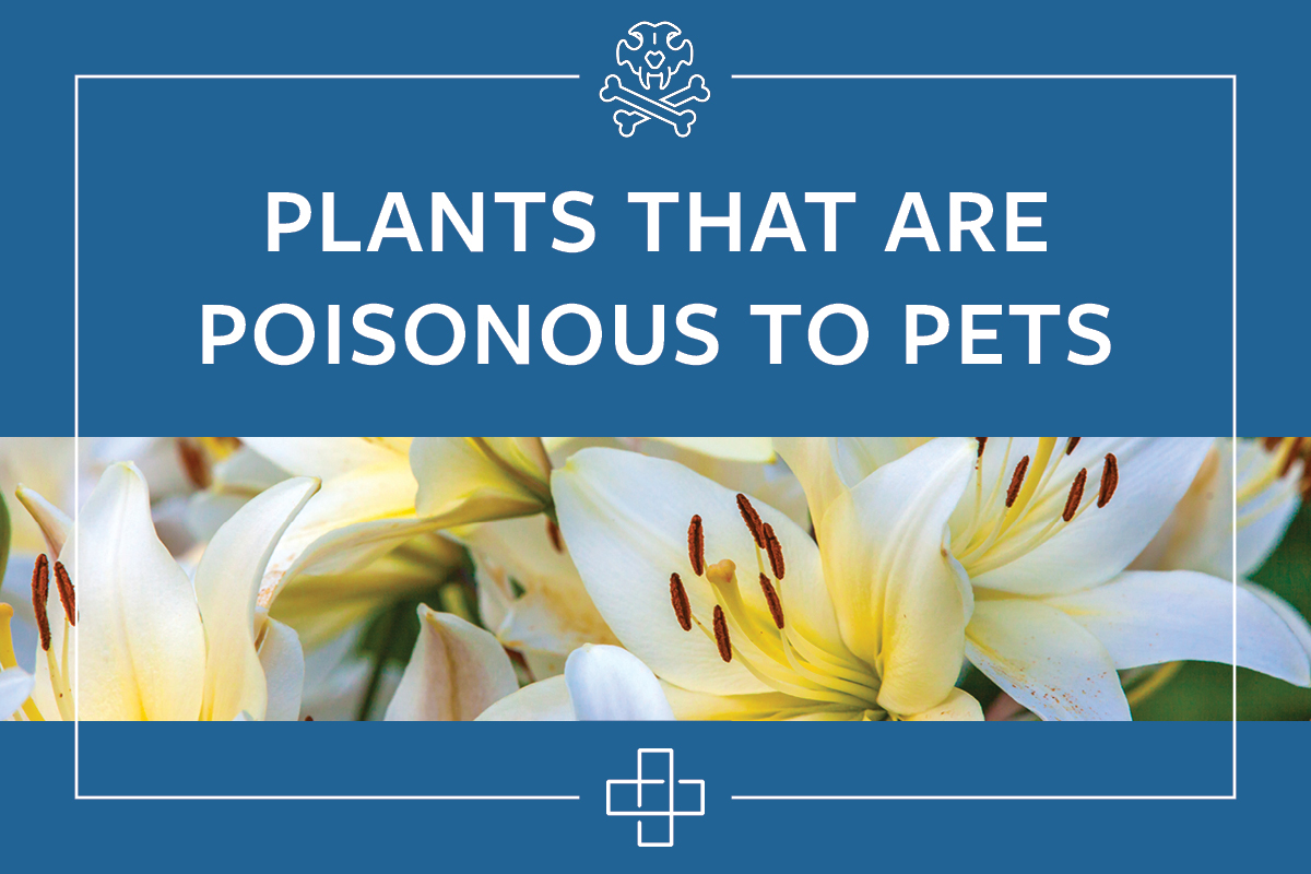 FLOWERS THAT COULD MAKE YOUR PET SICK - NewDay Veterinary Care