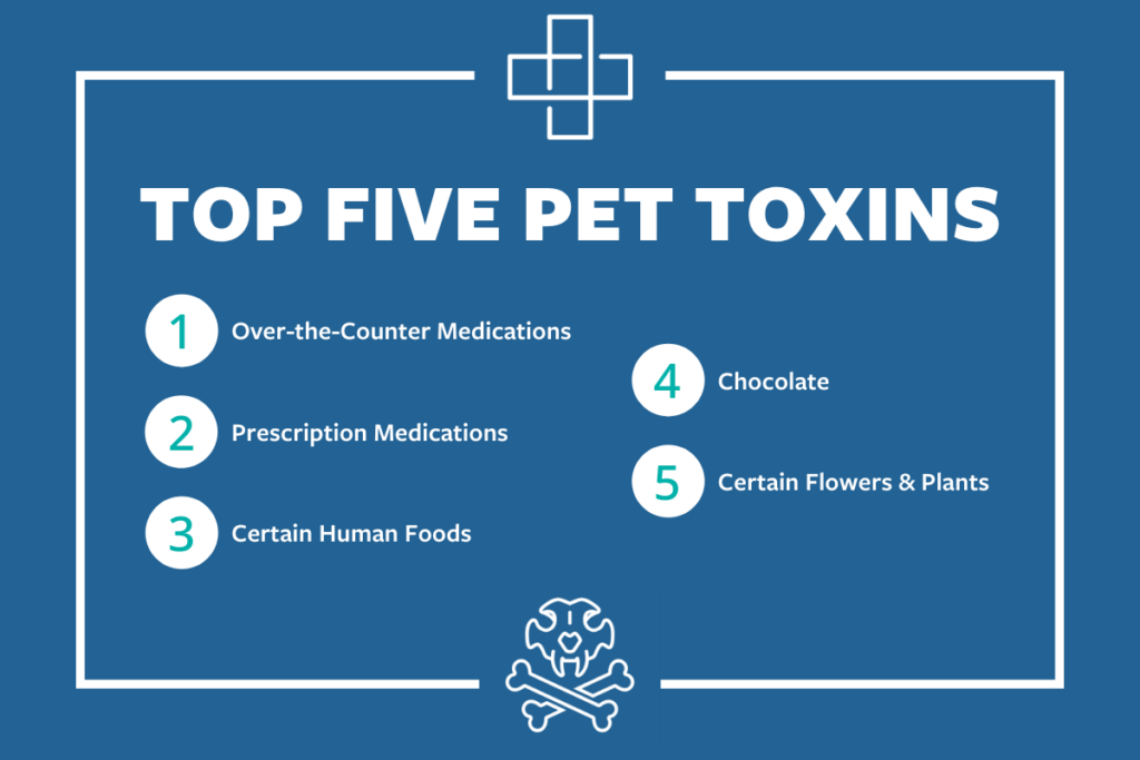 Your Home May be Toxic to Your Pet NewDay Veterinary Care